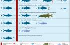  Mögliche Wirkungen von Standorten wassertechnischer Anlagen auf Fischindividuen